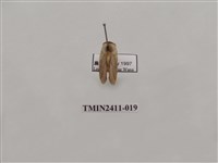 藏品(灰雙線刺蛾)的圖片